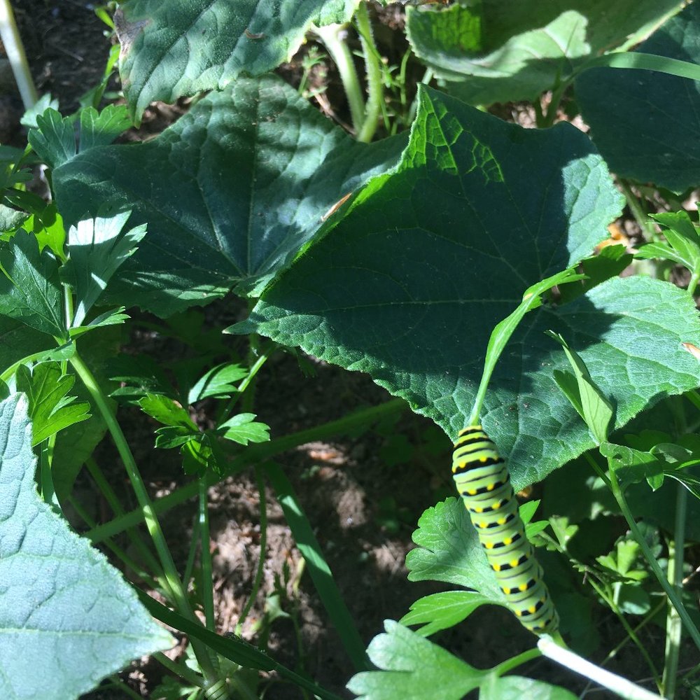 Meet your Posher, Noli